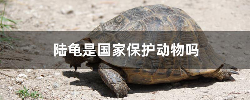 陆龟是国家保护动物吗?能养吗?(陆龟是国家保护动物吗?)