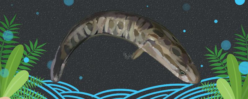为什么黑鱼晚上浮出水面,黑鱼在什么情况下容易浮出水面