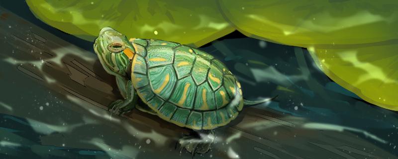 巴西龟可以与其他种类乌龟混养吗?(两只巴西龟可以一起养吗)