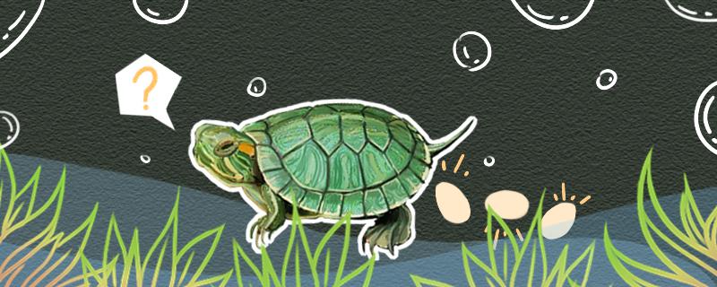 巴西龟多久可以下蛋,巴西龟几年可以下蛋