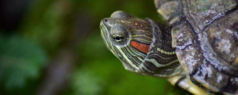 巴西龟一次喂多少粒龟粮,巴西龟喂多少吃多少