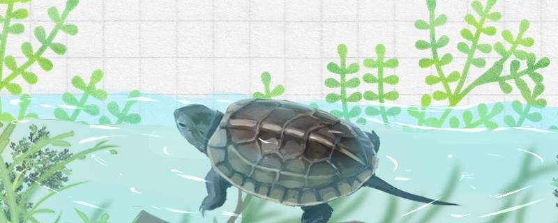 中华草龟可以和什么龟一起养,草龟可以和什么龟一起养吗