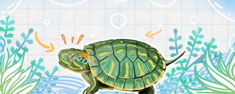 巴西龟可以深水养吗会死吗(草龟巴西龟可以深水养吗)