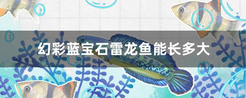 幻彩蓝宝石雷龙鱼可以长多大(幻彩红宝石雷龙鱼用多大的缸)