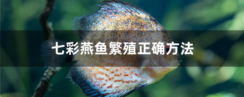 七彩燕鱼繁殖方法(七彩燕鱼繁殖需要灯光吗)
