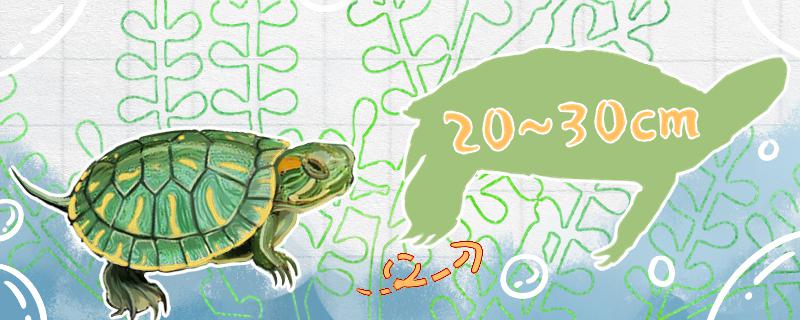 巴西龟一般能长多大图片(巴西龟一般能长多大?)