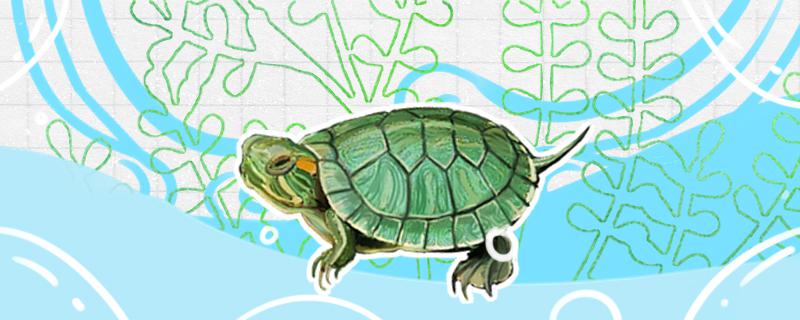 巴西龟是水龟还是半水龟还是陆龟(巴西龟是水龟还是半水龟?)