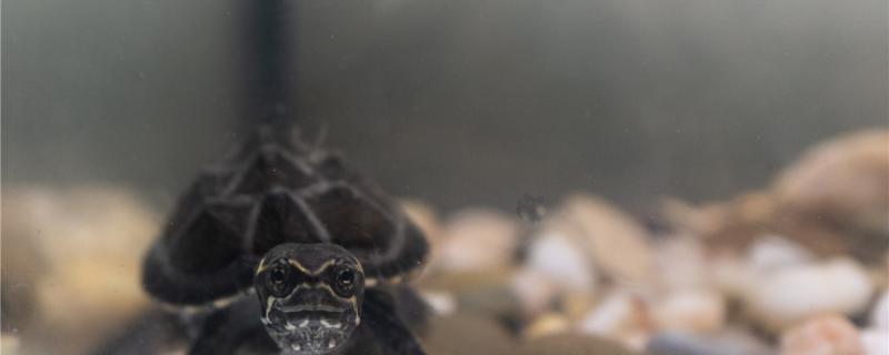 麝香龜養多久可以繁殖 麝香龜怎么繁殖