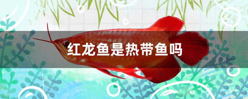 红龙鱼是热带鱼吗(红龙鱼是什么鱼)