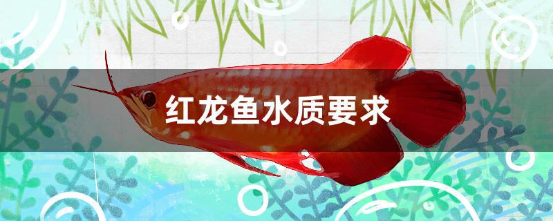 红龙鱼水质要求(红龙鱼水温)