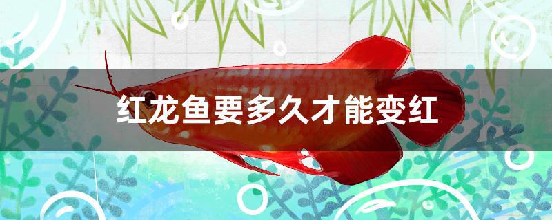 红龙鱼多久能完全变红(怎么能让红龙鱼尽快变红)