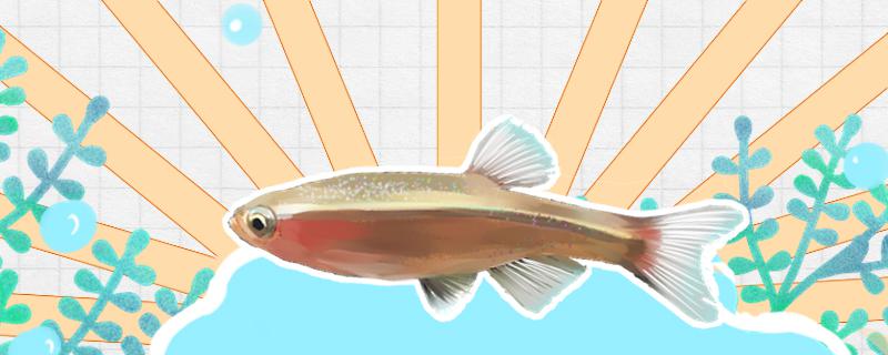 白云金丝鱼繁殖期在什么时候(白云金丝鱼几个月成熟)