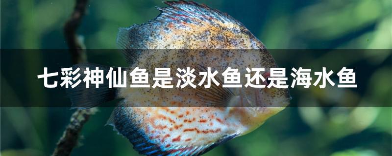 七彩神仙鱼是淡水鱼吗(七彩神仙鱼是热带鱼还是冷水鱼)
