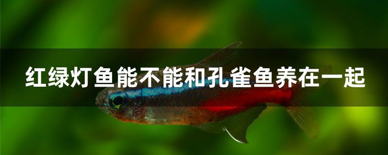 红绿灯鱼可以和孔雀鱼一起养吗(红绿灯鱼跟孔雀鱼能不能在一起混养)
