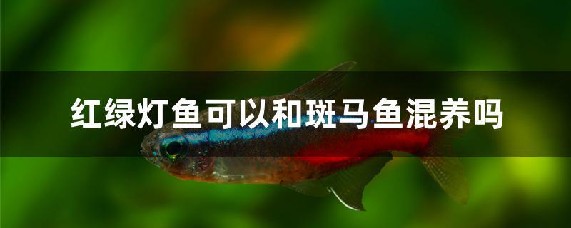 斑马鱼可以和红绿灯鱼一起养吗(灯鱼可以和斑马鱼一起混养吗)
