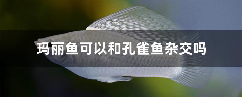 玛丽鱼和孔雀鱼混养会杂交吗(孔雀鱼能和黑玛丽鱼杂交繁殖吗?)