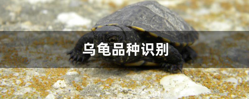 乌龟品种识别(乌龟品种识别小程序)