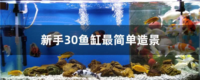 新手30鱼缸最简单造景图(30厘米小鱼缸造景教程)