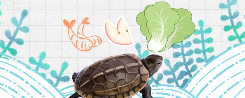 草龟可以在陆地上吃东西吗?,草龟能在陆地上吃食吗