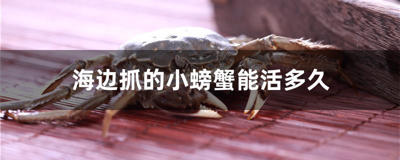 海边抓的小螃蟹在淡水能养活吗(从海里抓的小螃蟹怎么养活)