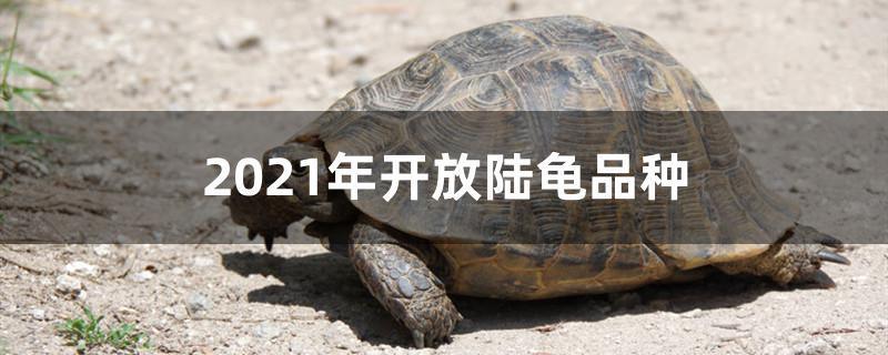 中国允许养哪些陆龟2020(中国本土陆龟品种)
