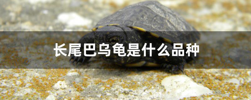 长尾巴乌龟是什么品种龟(长尾巴乌龟是什么品种?)