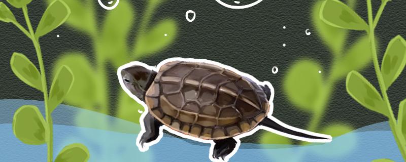 草龟为什么叫草龟(什么是草龟)