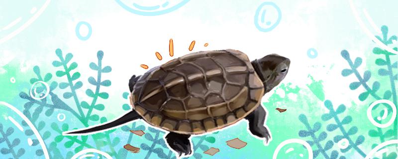 草龟浮在水面上是什么原因(为什么草龟放水里会浮起来)