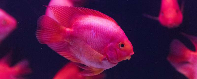 红鹦鹉鱼繁殖方法(红鹦鹉鱼怎么繁殖及注意事项)