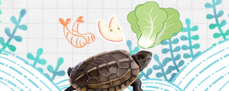 草龟吃什么蔬菜和水果(中华草龟吃什么蔬菜)