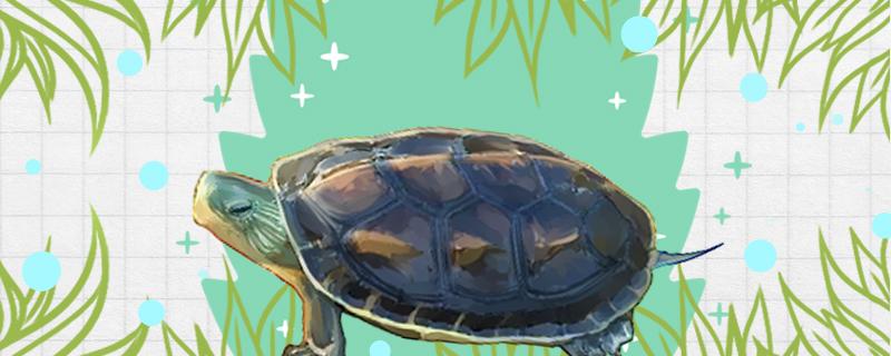 中华花龟可以在深水位吗,中华花龟深水养还是浅水养