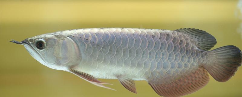 银龙鱼能和什么鱼混养(可以和银龙混养的鱼)