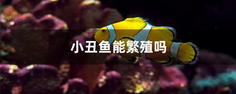 人工小丑鱼能繁殖吗(小丑鱼能繁殖吗)