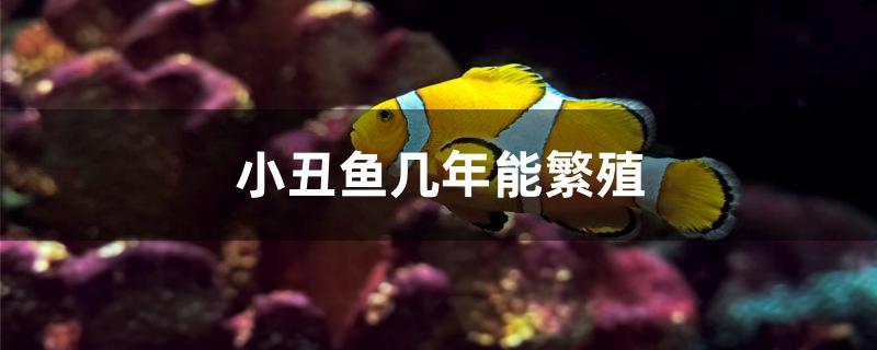 小丑鱼多久能繁殖,小丑鱼多大尺寸可以繁殖