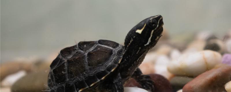 麝香龟成年要几年,麝香龟能长多大活多久