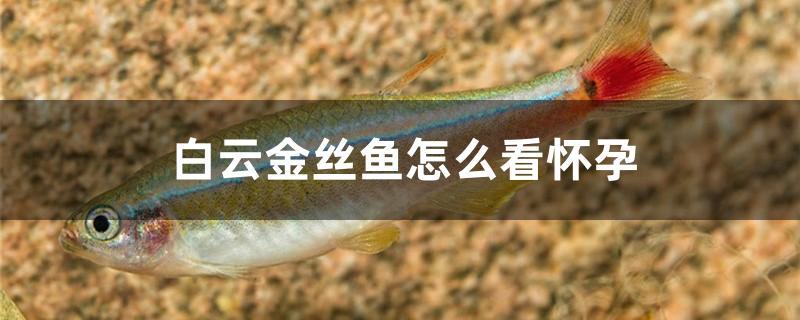 白云金丝鱼怀孕特征(白云金丝鱼腹水与怀孕分辨)