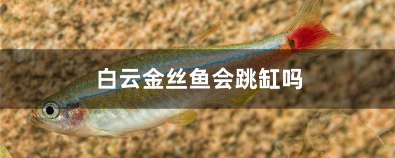 白云金丝鱼为何每天死一条(白云金丝鱼繁殖要从大缸里拿出来吗)