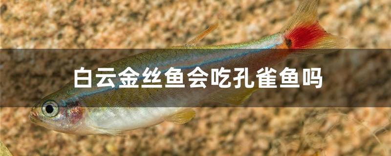 白云金丝鱼可以和孔雀鱼混养吗(白云金丝鱼吃什么?)