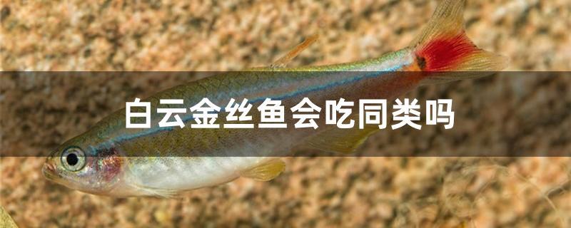 白云金丝鱼吃自己的小鱼吗,白云金丝鱼吃什么?