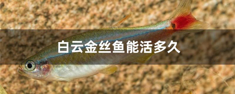 白云金丝鱼寿命多长,白云金丝鱼多久繁殖一次