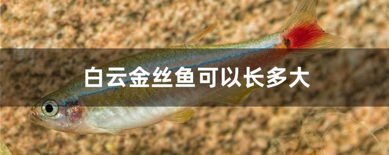 白云金丝鱼能长到多大(白云金丝鱼几个月成熟)