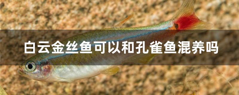 白云金丝鱼可以和什么鱼混养(金丝鱼和孔雀鱼可以一起养吗)
