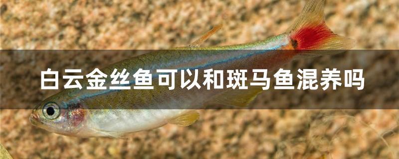 白云金丝鱼能跟斑马一起养吗(白云金丝和斑马鱼可以一起养吗)
