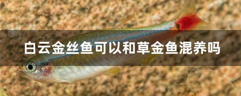 白云金丝鱼可以和什么鱼混养(白云金丝鱼可以和金鱼一起养吗)