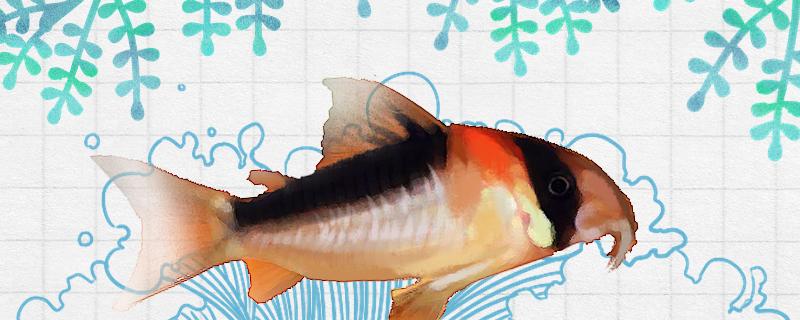黑金红头鼠鱼能长多大,黑色金鱼怎么分公母