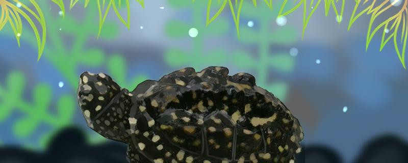 斑点池龟可以冷水养么(斑点池龟能自然过冬吗)