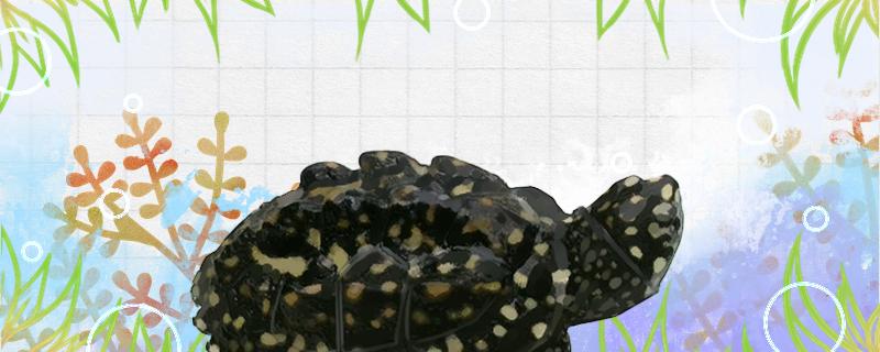 斑点池龟能养吗(斑点池龟可以混养吗)