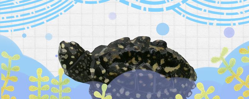 斑点池龟是蛋龟吗,斑点池龟是半水龟吗