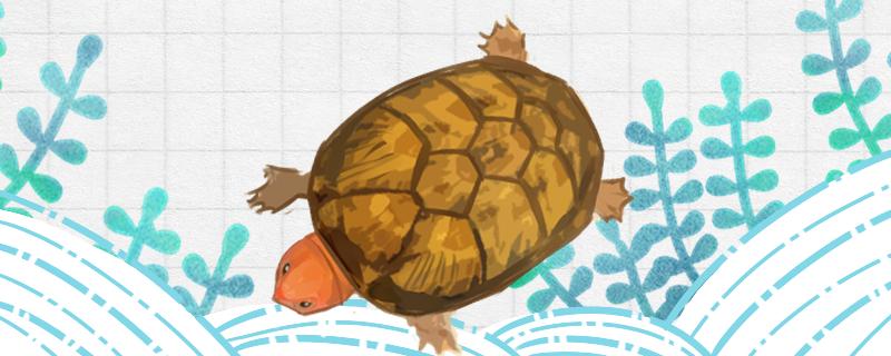 红面蛋龟可以和什么龟混养(红面蛋龟怎么繁殖)