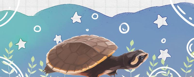 圆澳龟 可以一直深水吗(圆澳龟为什么不下水)
